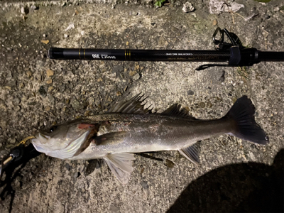 アフターシーバス ？