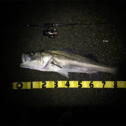 ランカーシーバス&アジプラッキング