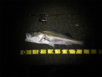 ランカーシーバス&アジプラッキング…