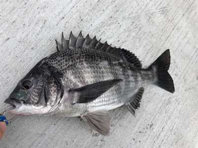 雨が降るまでに時短釣行