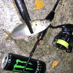 フロートアジング釣行☆GUNNING-STYLE