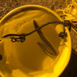 小さくてもアナゴ