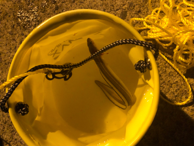 小さくてもアナゴ