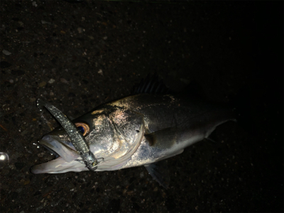 ナイトシーバス