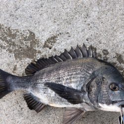 満潮の時間帯にエビ撒き