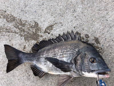 満潮の時間帯にエビ撒き