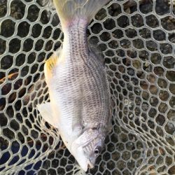 淀川ブリームゲーム 爆風デイゲーム