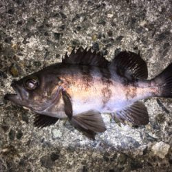 アフターメバル回復傾向