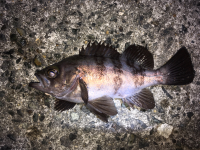 アフターメバル回復傾向