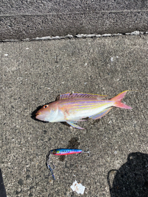 ライトショアジギング