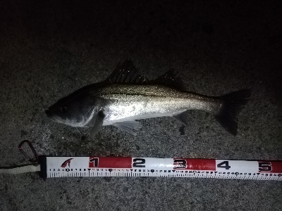 ナイトシーバスゲーム