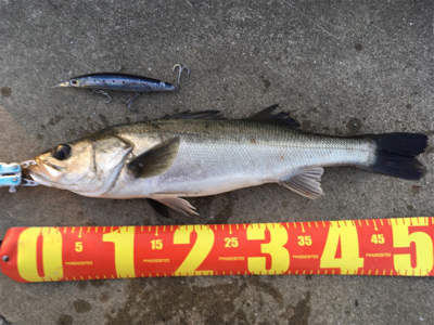 ベイトは多い！