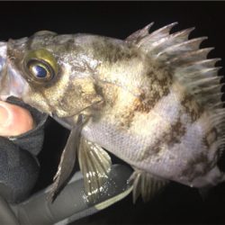 そよ風メバリング