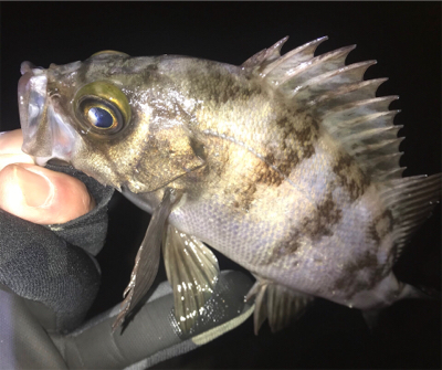 そよ風メバリング