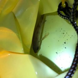 凪の日のメバリング