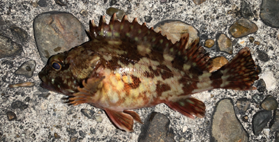 渋いながらも良型