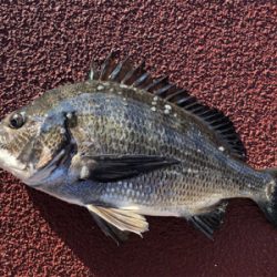 今朝は寒く魚の反応も渋いなり