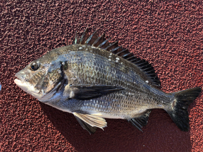 今朝は寒く魚の反応も渋いなり