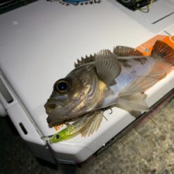 メバルを求めて