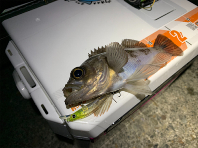 メバルを求めて