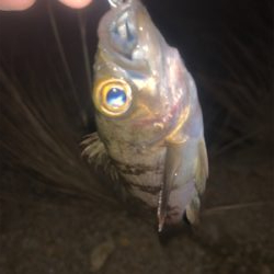 ライトゲーム！