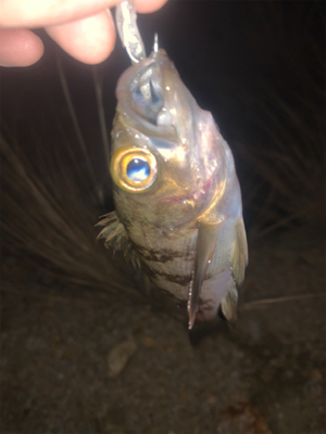 ライトゲーム！