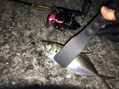 大アジ狙いのはずが…