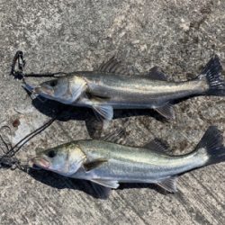 大阪南港へエビ撒き釣行