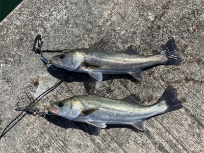 大阪南港へエビ撒き釣行
