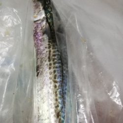 鳥羽ジギング！