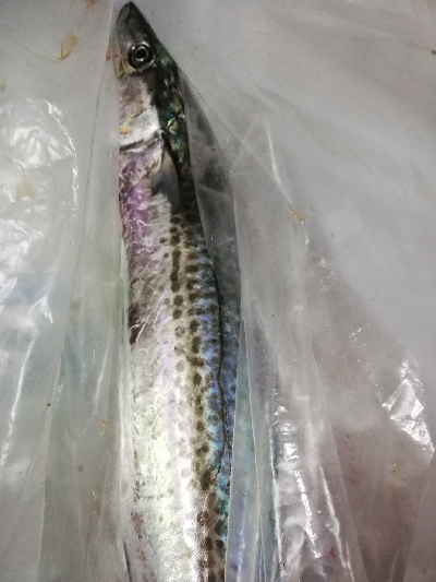 鳥羽ジギング！