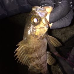 この時期らしい釣りです