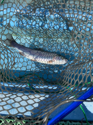 プールフィシング