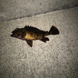 タケノコ、ガシラ