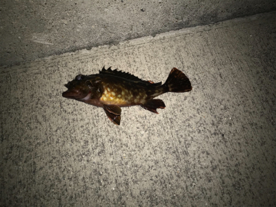 タケノコ、ガシラ