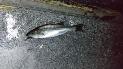 常夜灯周りのポテンシャル