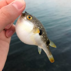 メバルを求めて⑥