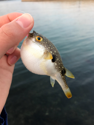 メバルを求めて⑥