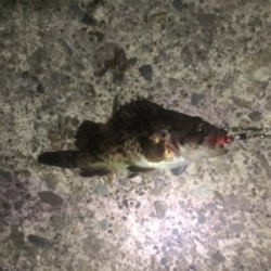 短時間ライトゲーム