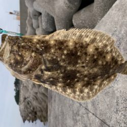 ヒラメ①