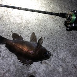 リベンジメバリング