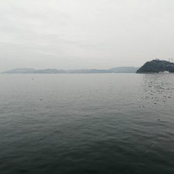 サビキ釣果のみ!