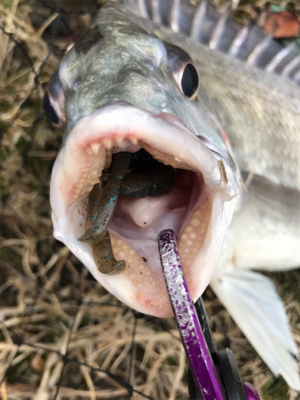 怒涛の3連チャン