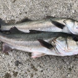 自衛隊でイワシの群れにシーバスの群れ