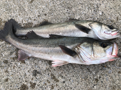 自衛隊でイワシの群れにシーバスの群れ