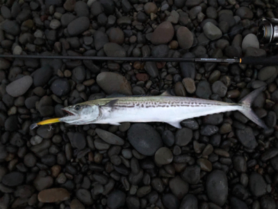 朝のみチャンス