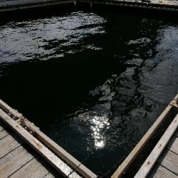 今年初の釣り堀