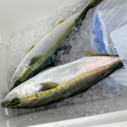 明石沖ジギング