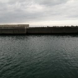 今日もサビキ！