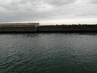 今日もサビキ！